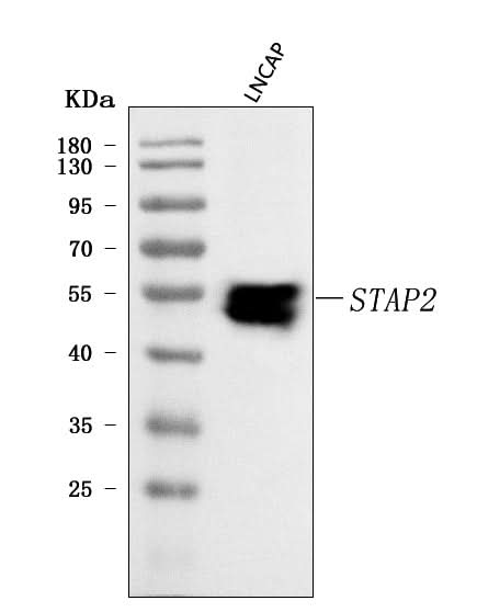 Anti-STAP2 Antibody Picoband® Boster Bio