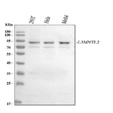 Anti-L3MBTL2 Antibody Picoband® Boster Bio