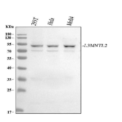 Anti-L3MBTL2 Antibody Picoband® Boster Bio