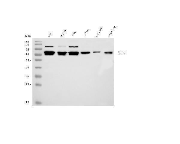 Anti-BRD9 Antibody Picoband® Boster Bio