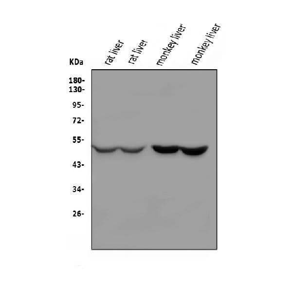 Anti-Kallistatin/PI-4/SERPINA4 Antibody Picoband® Boster Bio