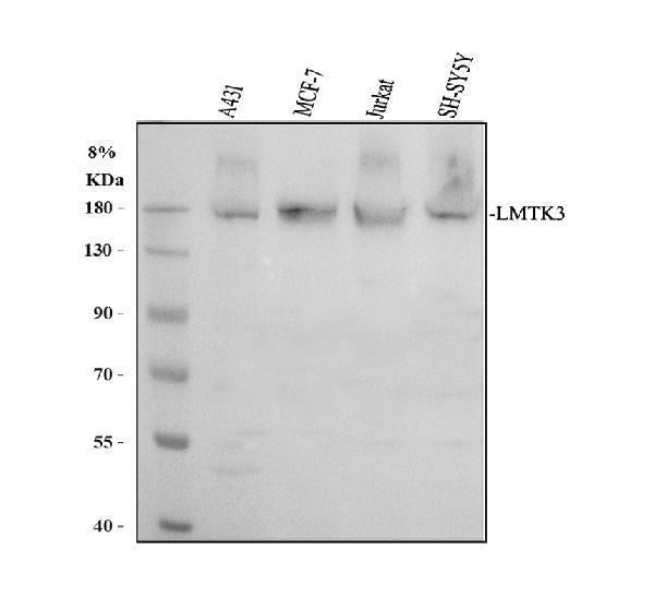 Anti-LMTK3 Antibody Picoband® Boster Bio