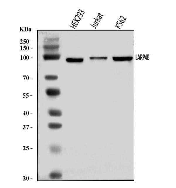 Anti-LARP4B Antibody Picoband® Boster Bio