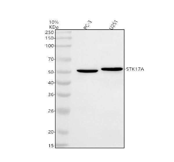 Anti-STK17A Antibody Picoband® Boster Bio