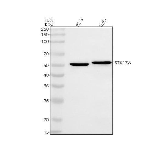Anti-STK17A Antibody Picoband® Boster Bio