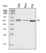 Anti-TOX Antibody Picoband® Boster Bio