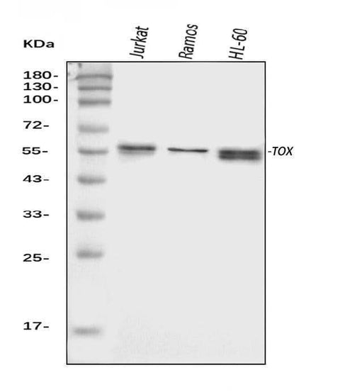 Anti-TOX Antibody Picoband® Boster Bio
