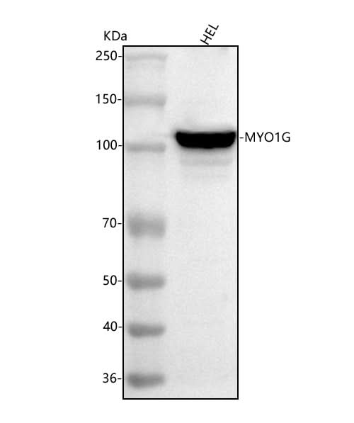 Anti-MYO1G Antibody Picoband® Boster Bio