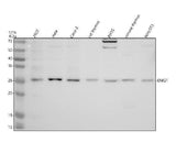 Anti-DNASE1L3 Antibody Picoband® Boster Bio