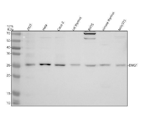 Anti-DNASE1L3 Antibody Picoband® Boster Bio