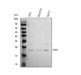 Anti-PMF1 Antibody Picoband® Boster Bio