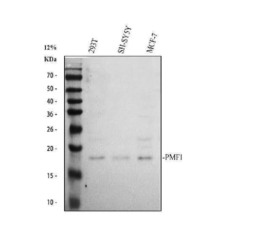 Anti-PMF1 Antibody Picoband® Boster Bio