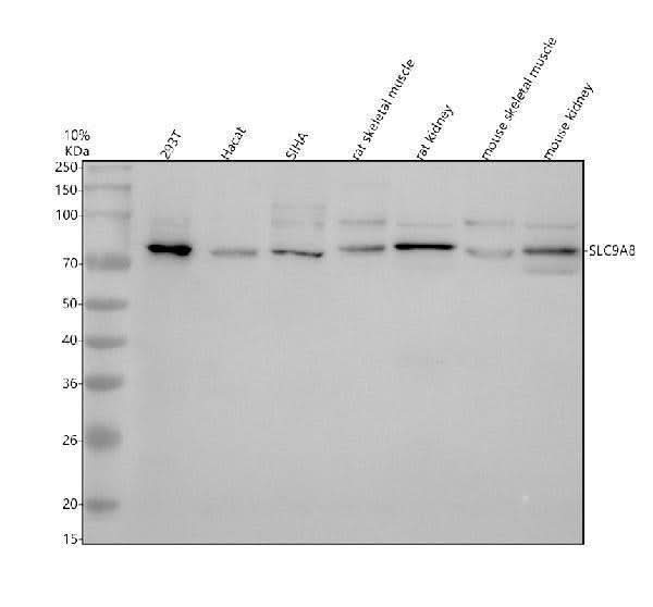 Anti-NHE8/SLC9A8 Antibody Picoband® Boster Bio