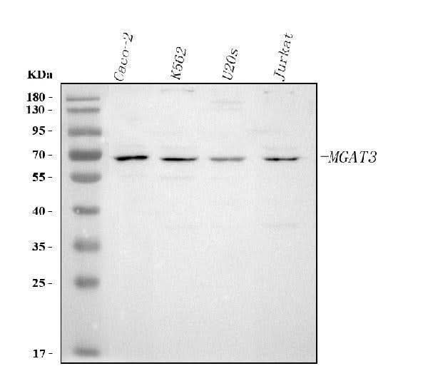Anti-MGAT3 Antibody Picoband® Boster Bio