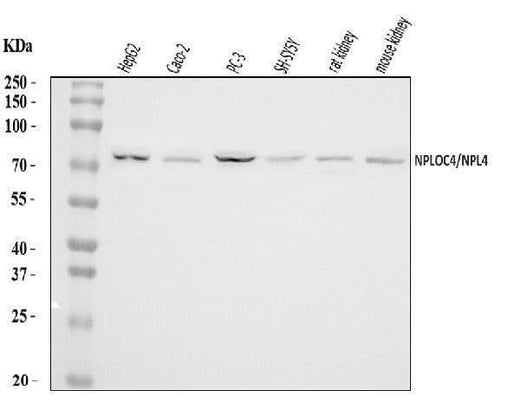 Anti-NPL4/NPLOC4 Antibody Picoband® Boster Bio