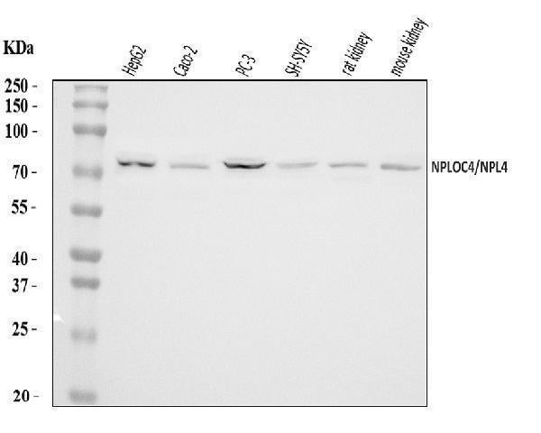 Anti-NPL4/NPLOC4 Antibody Picoband® Boster Bio