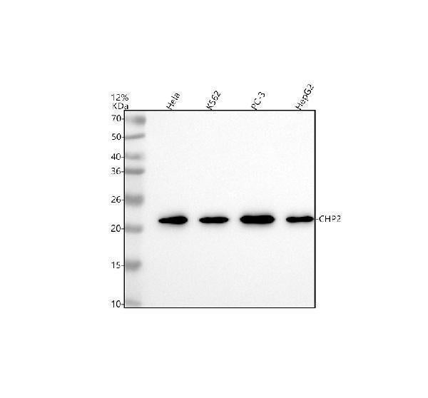 Anti-CHP2 Antibody Picoband® Boster Bio