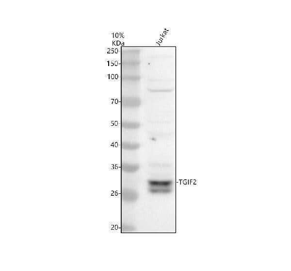 Anti-TGIF2 Antibody Picoband® Boster Bio
