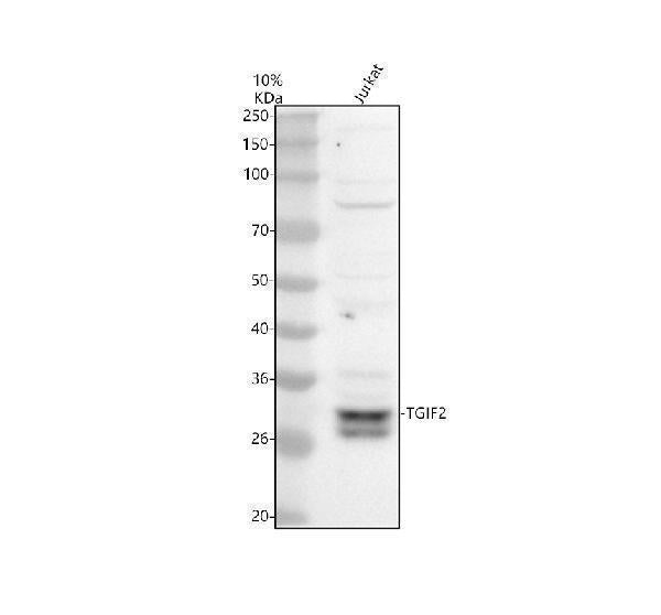 Anti-TGIF2 Antibody Picoband® Boster Bio