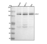 Anti-LLGL2 Antibody Picoband® Boster Bio