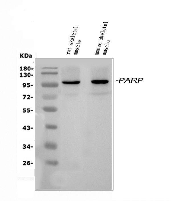 Anti-PARP9 Antibody Picoband® Boster Bio