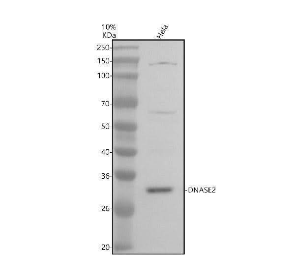 Anti-DNASE2 Antibody Picoband® Boster Bio