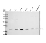 Anti-EIF5B Antibody Picoband® Boster Bio