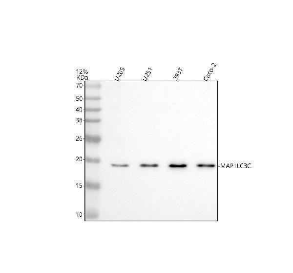 Anti-MAP1LC3C Antibody Picoband® Boster Bio