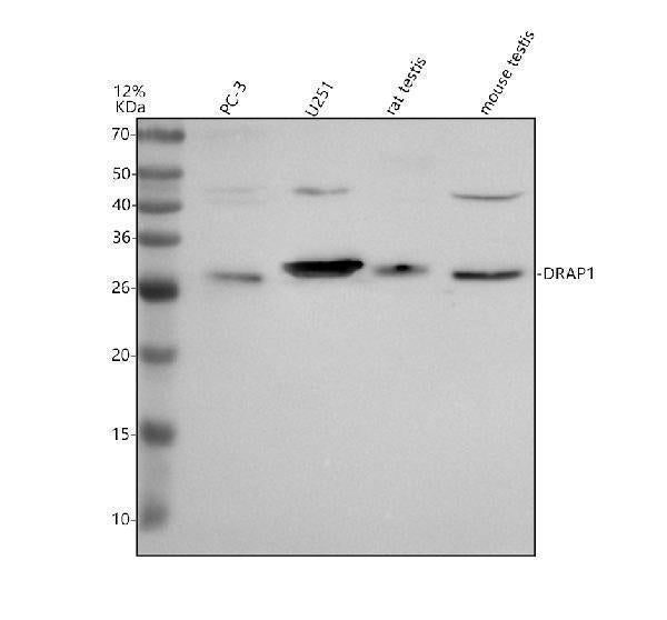 Anti-DRAP1 Antibody Picoband® Boster Bio