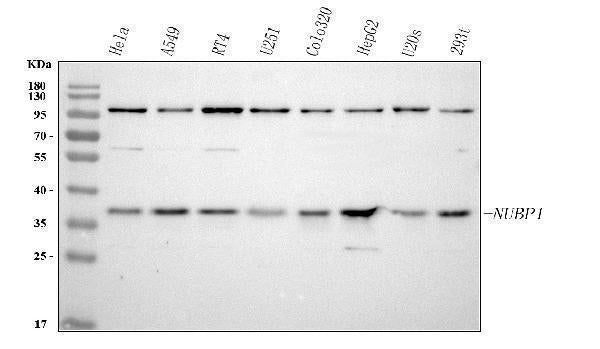 Anti-NUBP1 Antibody Picoband® Boster Bio