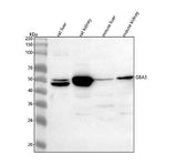 Anti-GBA3 Antibody Picoband® Boster Bio