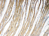 Anti-Connexin 45/GJA7/GJC1 Antibody Picoband® Boster Bio