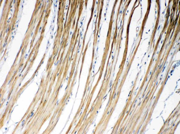 Anti-Connexin 45/GJA7/GJC1 Antibody Picoband® Boster Bio