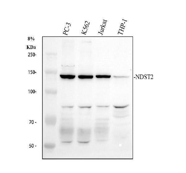 Anti-NDST2 Antibody Picoband® Boster Bio