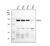 Anti-NDST2 Antibody Picoband® Boster Bio