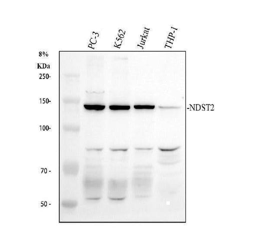 Anti-NDST2 Antibody Picoband® Boster Bio