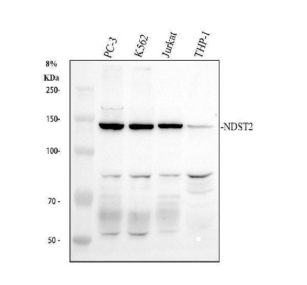 Anti-NDST2 Antibody Picoband® Boster Bio