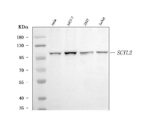 Anti-SCYL2 Antibody Picoband® Boster Bio