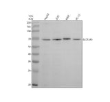 Anti-SLC13A3 Antibody Picoband® Boster Bio