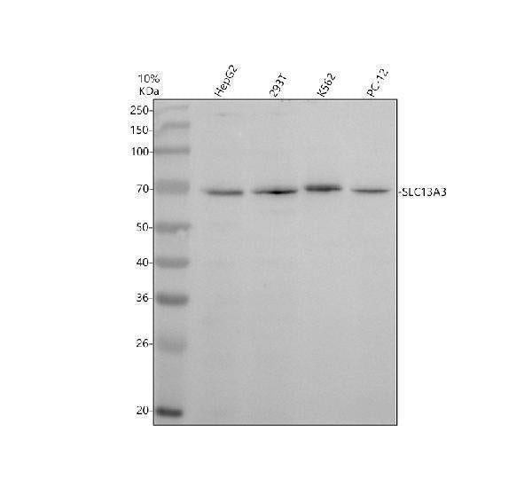 Anti-SLC13A3 Antibody Picoband® Boster Bio