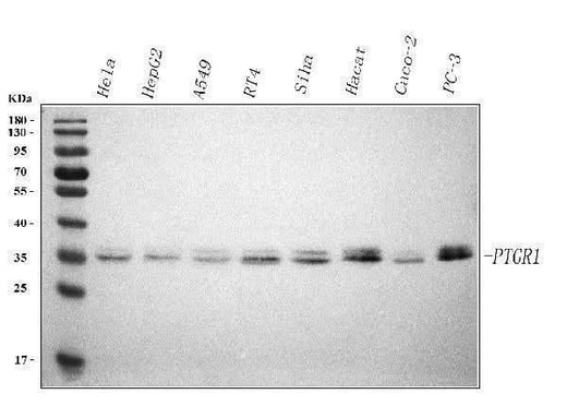 Anti-PTGR1 Antibody Picoband® Boster Bio