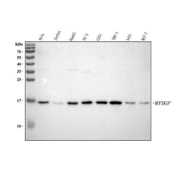 Anti-C19orf10/MYDGF Antibody Picoband® Boster Bio