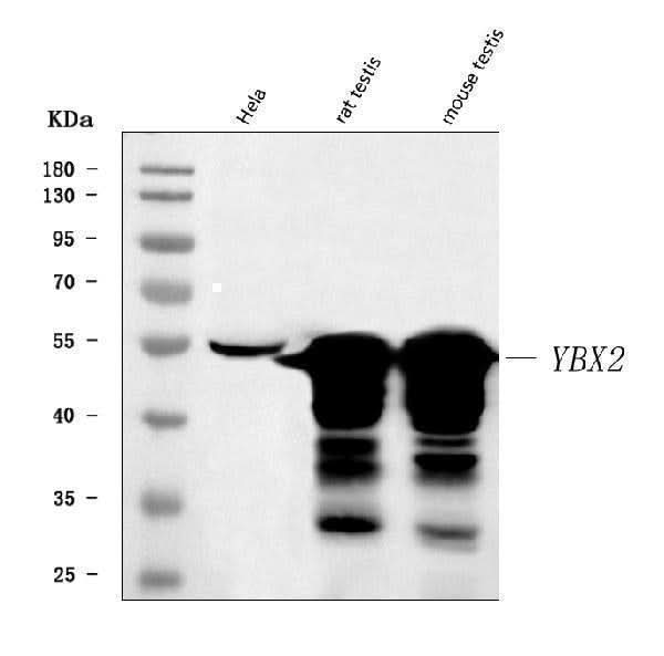 Anti-MSY2/YBOX2/YBX2 Antibody Picoband® Boster Bio