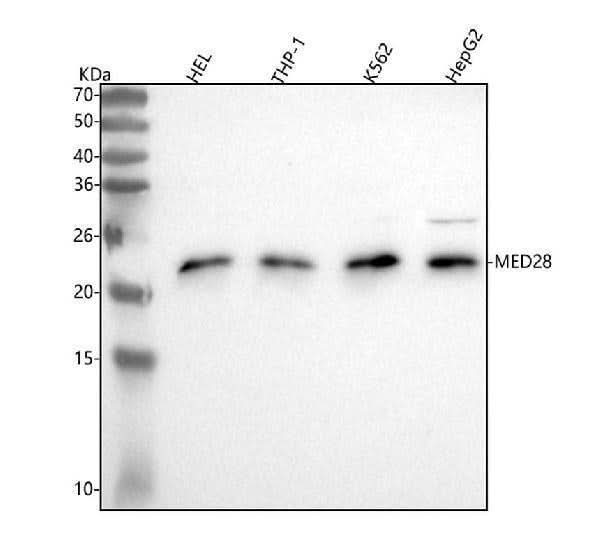 Anti-MED28 Antibody Picoband® Boster Bio