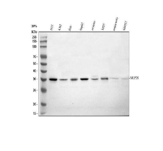 Anti-NUP35 Antibody Picoband® Boster Bio