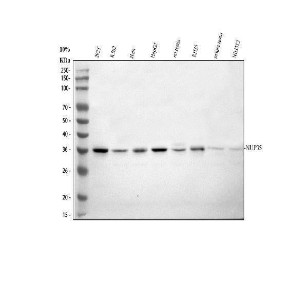 Anti-NUP35 Antibody Picoband® Boster Bio