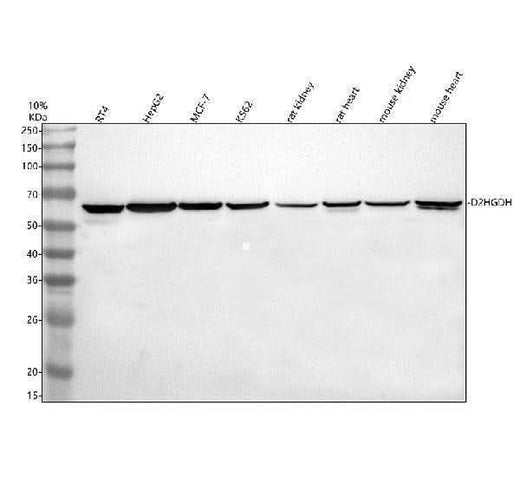 Anti-D2HGDH Antibody Picoband® Boster Bio