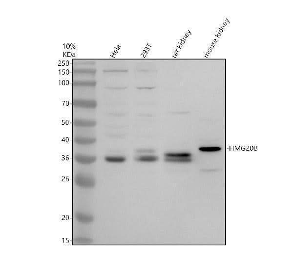 Anti-HMG20B Antibody Picoband® Boster Bio