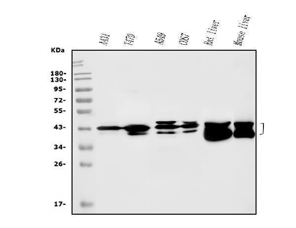 Anti-SBCAD/ACADSB Antibody Picoband® Boster Bio