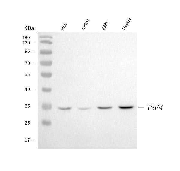 Anti-EF-Ts/TSFM Antibody Picoband® Boster Bio
